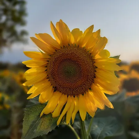 Апартаменти La Casa Sui Tetti Кортона