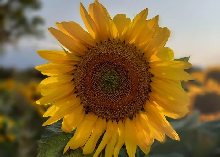 Lejlighed La Casa Sui Tetti Cortona